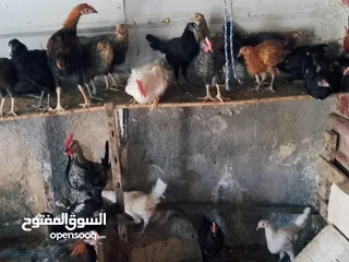  5 العمر من ثلاثه أشهر ولغايه سته أشهر