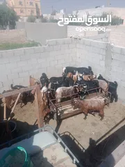  5 جديان  ضحايا  نخب
