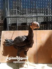  1 فراخ الماني و حجازي