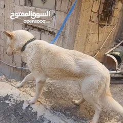  5 اناثي هاسكي في الزرقاء جنب مجمع الجديد جناعه