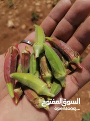  2 باميا بلديه 100٪ بعليه