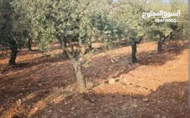  1 قطعة ارض بسعر مغري ي بلاش مرتبة ومعمرة