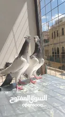  27 15 طير مخلف 4 يهودي رقبه شبر 4 مزههورات 4 نوري  1مخلف سلفر يهوديات نخب رقبه شبر 12 جوز يهودي