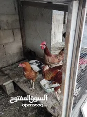  2 دجاج بلدي بياض