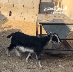  2 شاه مال الدار هيه وبنتها حو