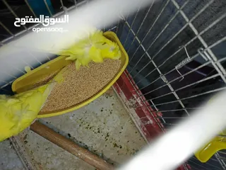  7 جوز حب هوجو رومو لاتينو  وردات فل شغال للبيع او للبدل علا جوز كنار .. اقرأ الوصف .. للبيع بدون قفص