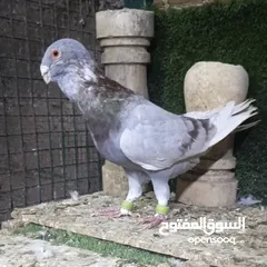  28 جواز وفردات كل اشي الو سعرو الاسعار بالوصف