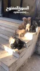  3 Puppy golden retriever & black retriever