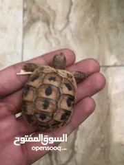  1 سلحفاه برية عمر شهر