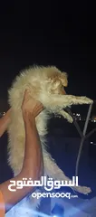  4 كلب زينه ذكر
