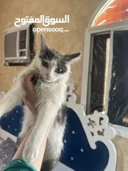  1 Cat for free adoption