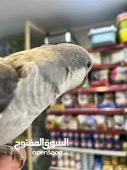  22 كويكر طفرة سينامون أليف راقص لعوب متكلم تابع الوصف للأهمية