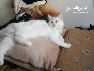  4 قط شيرازي للبيع