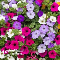  3 شقة سكنية في بيتونيا للموظفات او للعائلات او لطالبات الجامعات