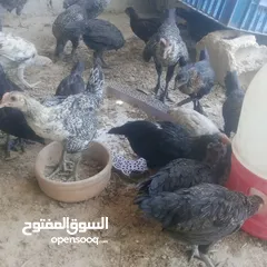  6 بسم الله فرخات نخب اول