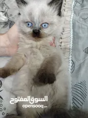  4 قطط هملايا شوكلت بيور للبيع