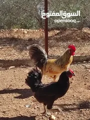  5 ديك وجاجة بياض