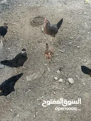  3 دجاج عرب للبيع