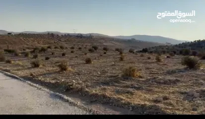  4 ارض زراعية مميزة لقطة استثمارية صروت حوض حدد من المالك مباشرة