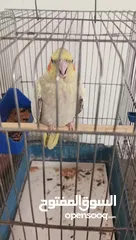  2 كروان للبيع
