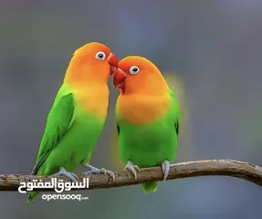 1 مطلوب جوز فيشير لون مانجو  في عمان الجويدة بسعر 20دينار