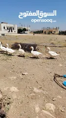  8 وز عدد 7 الكرك القصر