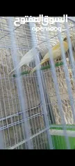  1 طيور كنار ( ذكرين) عمرهم ثلاثه شهور  + القفص مناسب جدا وا كبير + المالكل + المشارب