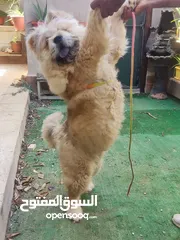  1 كلب تشاو تشاو عمرو 6اشهر