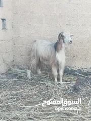  3 صخل عماني هدد او للذبح ممتاز