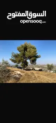  8 قطعت ارض في أم جوزه دنم و 23 متر (قابل  للتفاوض)موقع رائع الحجر مستورد من نابلس و انبا في 1950