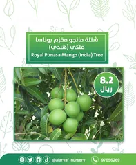  17 شتلات و أشجار المانجو المختلفة لدى مشتل الأرياف بأسعار مناسبة ومنافسة  mango tree