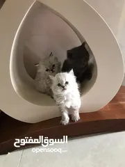  9 كتن هملايا قطط