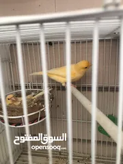  4 Breeding pairs of canary  in Alain