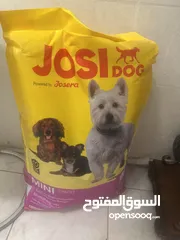  3 للبيع – كلب مالتيز ذكر – 8 أشهر – الرياض  For Sale – Male Maltese Dog – 8 Months – Riyadh