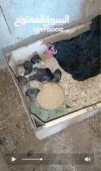  2 3 جاجات مع فراخهم