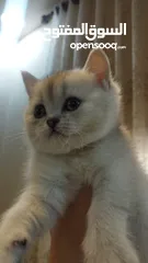  3 سكوتش ستريت وny11