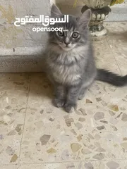  2 قطط للبيع او التبني