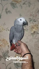  3 Kasko gray parrot