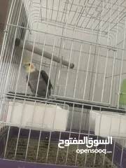  1 عصافير للبيع