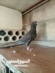  6 5 فحول وفرخين فطم بسعر حرق ب10 شرا يرن بعمان جاوا