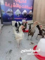  5 جاج بياض معهم جاجه راقده بسعر حرررق