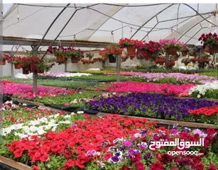  1 مطلوب شريك او ممول  لمشتل زراعي قائم منذ ما يزيد عن 35 سنه ولا يزال يعمل ومعروف في منطقة طبربور
