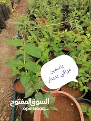  1 اشتال للبيع يتوفر اشتال منوعه وجميله
