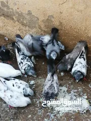  4 للبيع ديكه و حمام وبيض عماني