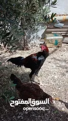  2 موجود ديك باكستاني شغال ما شاء الله نار