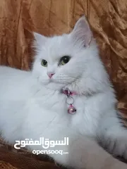 1 قطه للبيع شيرازي