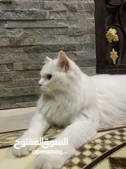  1 قطه للبيع شيرازيه