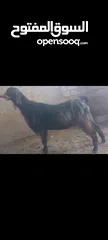  2 بسم الله الرحمن الرحيم معز مقنوي مكفول ظحيه او مقنوي سن حبات وقطعه وشكل مشاء الله
