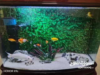  2 حوض سمك اوروبي نوع Noble  80*60