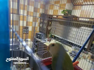  7 انثى كوكتيل البينو عين حمرا اليف ولعوب وهادي وشغاله جوز روز شغلات واليفات امنتيجات عندي وذكر روزاليف
